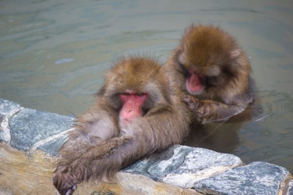 猿の入浴　写真